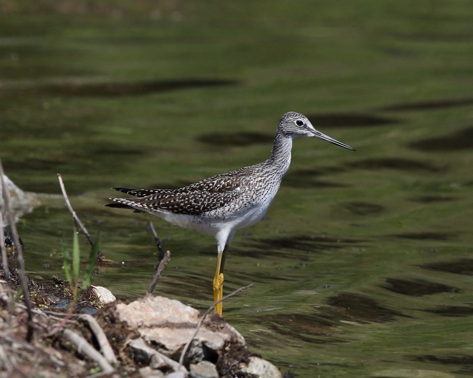 Greater Yellowlegs - ML169587801