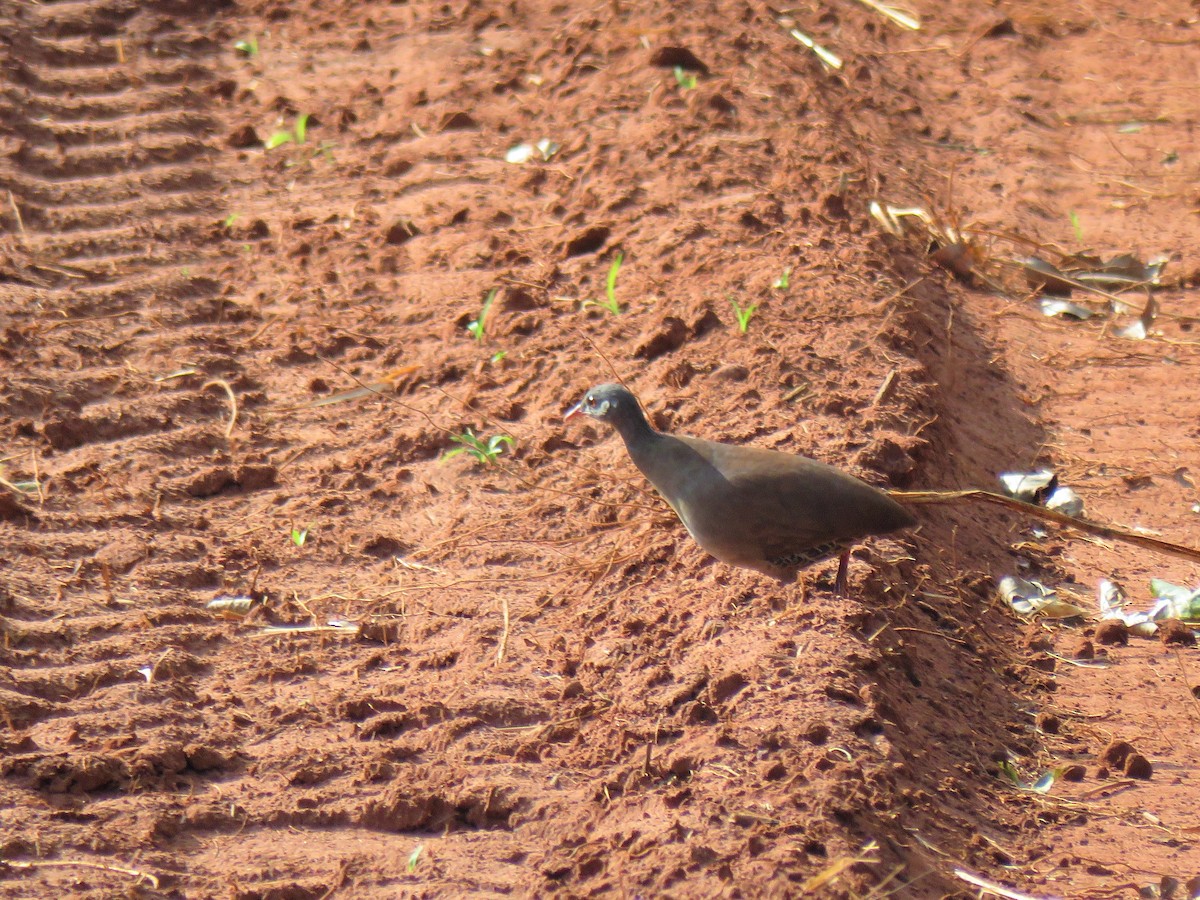 Small-billed Tinamou - ML169591271