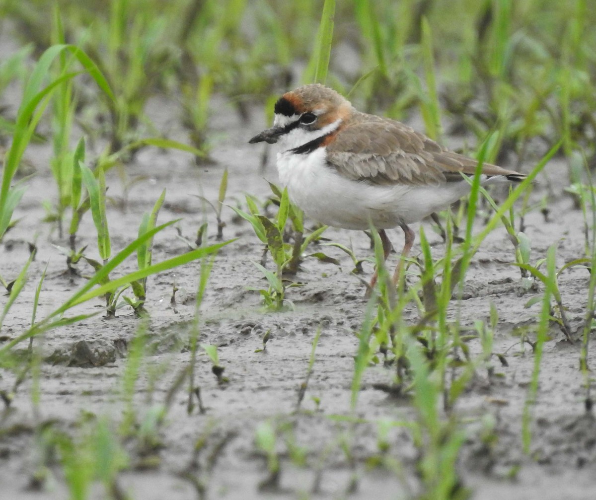 Collared Plover - Daniel Lane