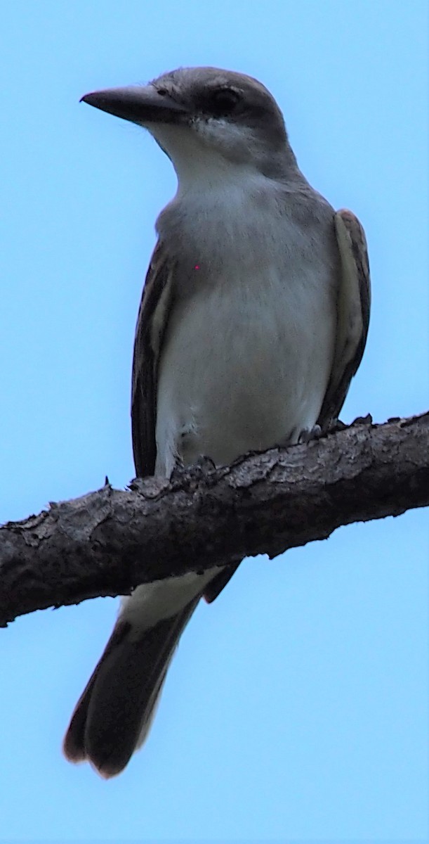 Gray Kingbird - ML169592191