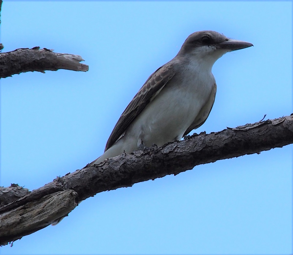 Gray Kingbird - ML169592201