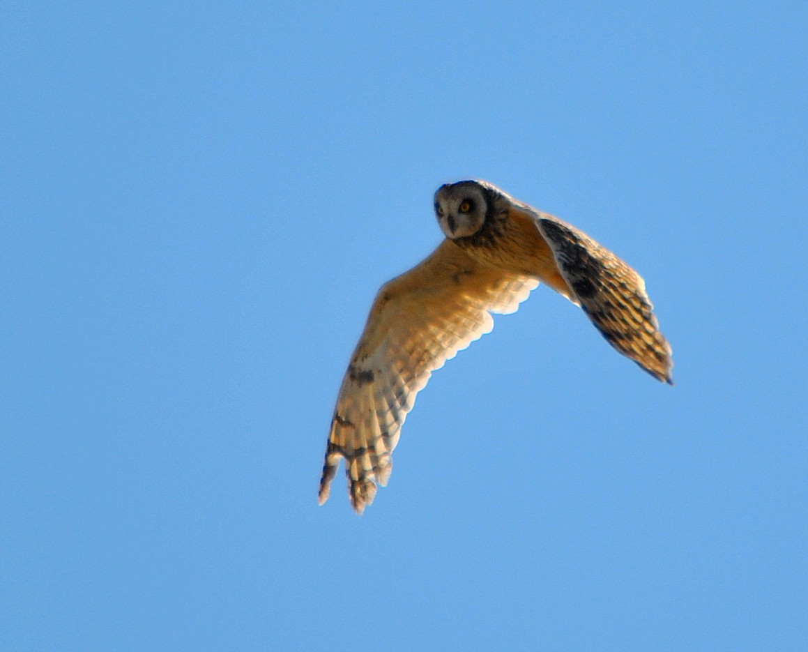 Short-eared Owl - ML169592441
