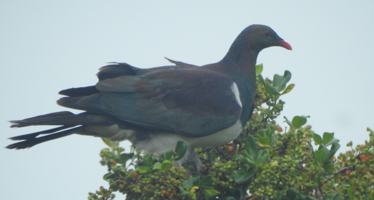 New Zealand Pigeon - ML169592811