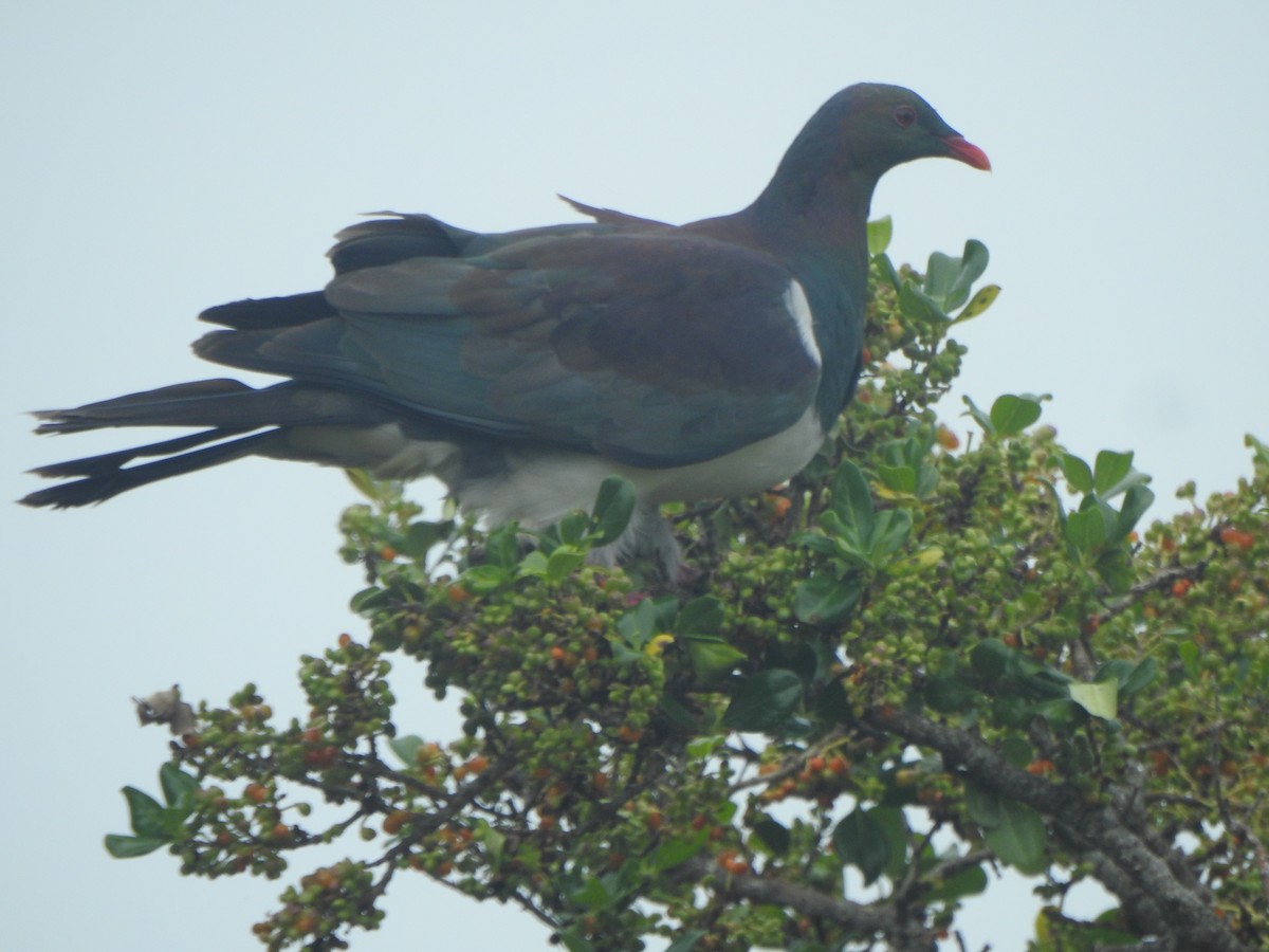 New Zealand Pigeon - ML169592821