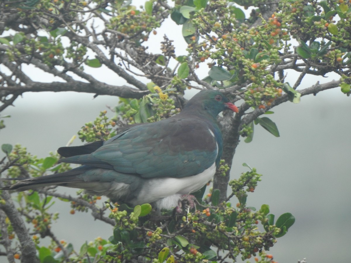 New Zealand Pigeon - ML169592831