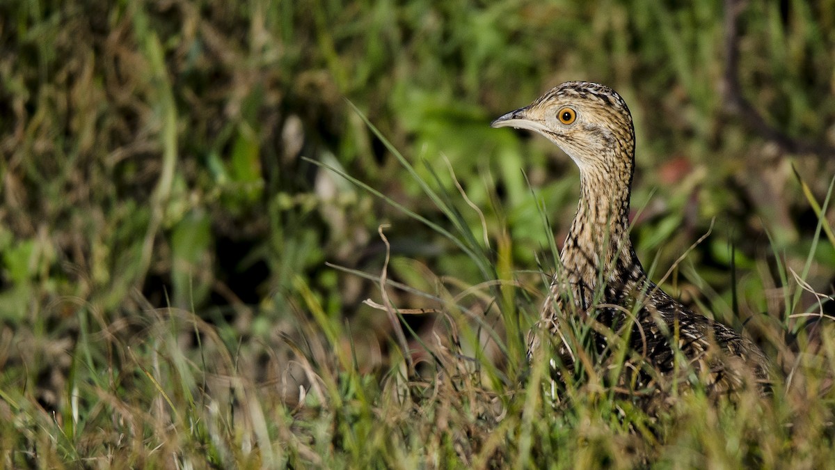 Spotted Nothura - ML169593371