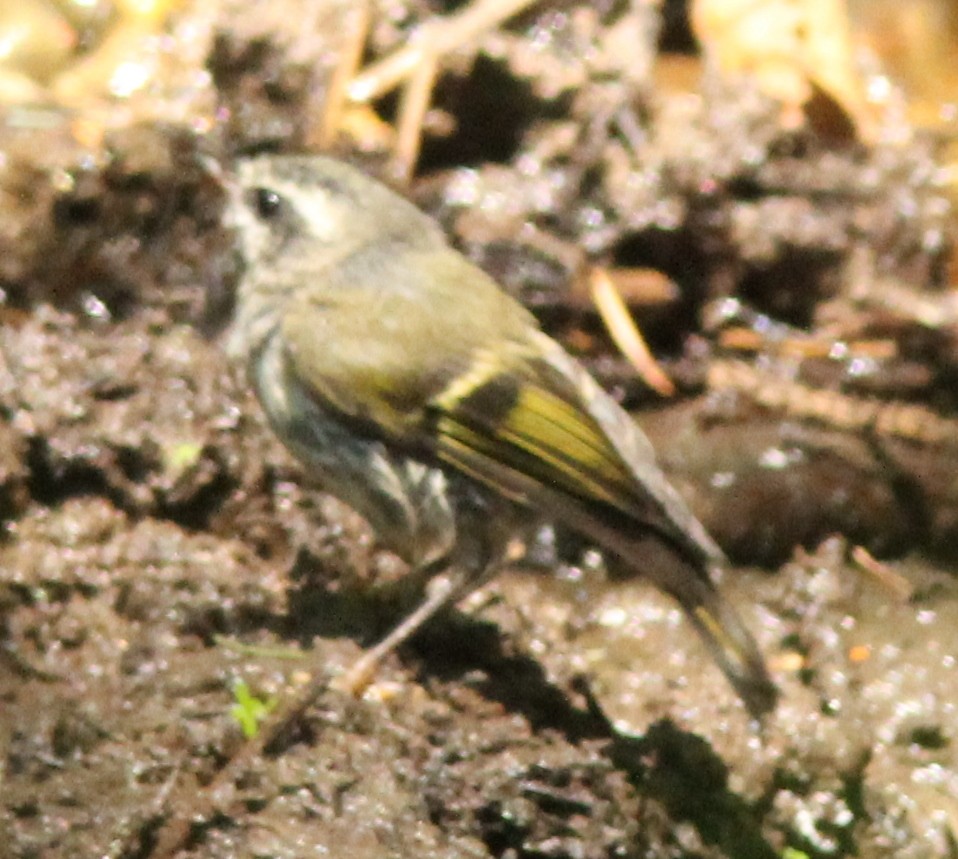 Golden-crowned Kinglet - ML169593461