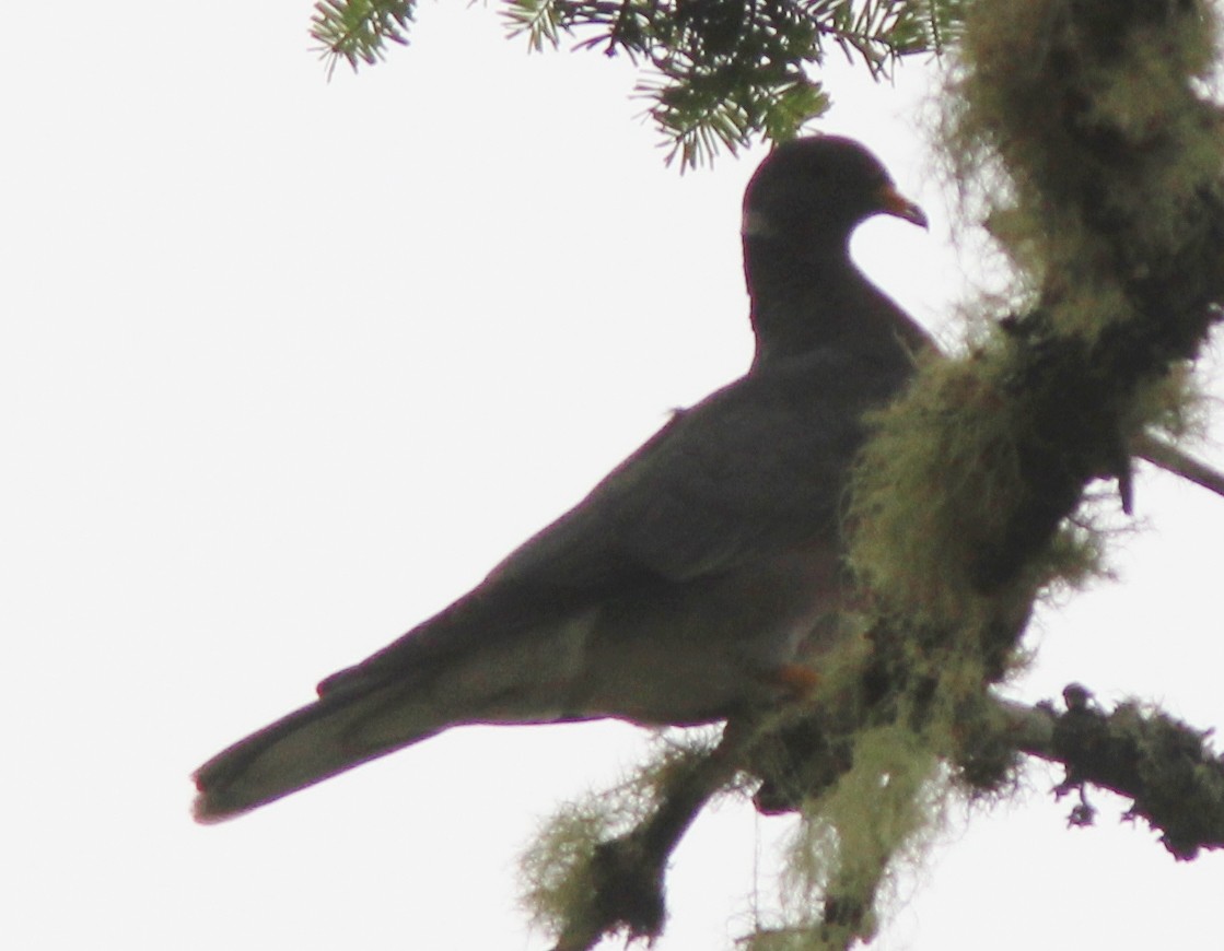 Band-tailed Pigeon - ML169593641
