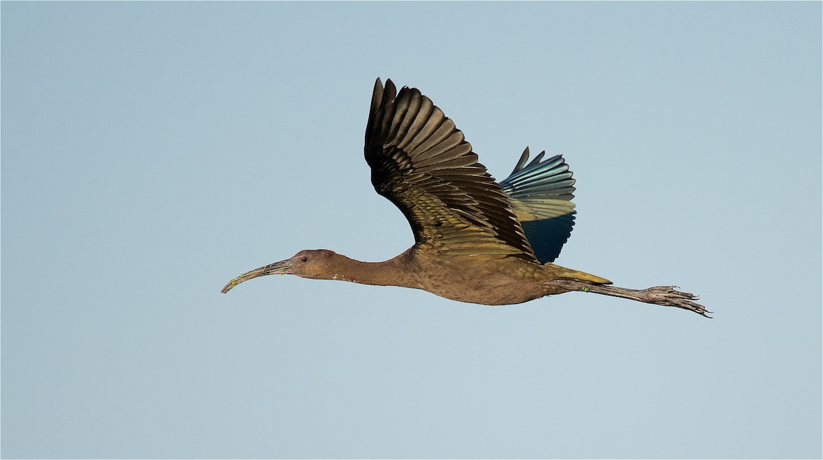 White-faced Ibis - Harlan Stewart