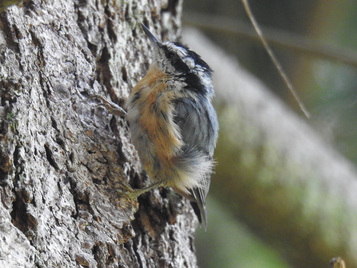 Red-breasted Nuthatch - ML169594171