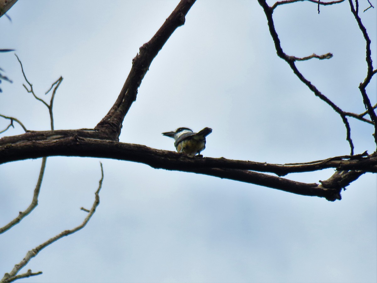 Buff-bellied Puffbird - ML169594931