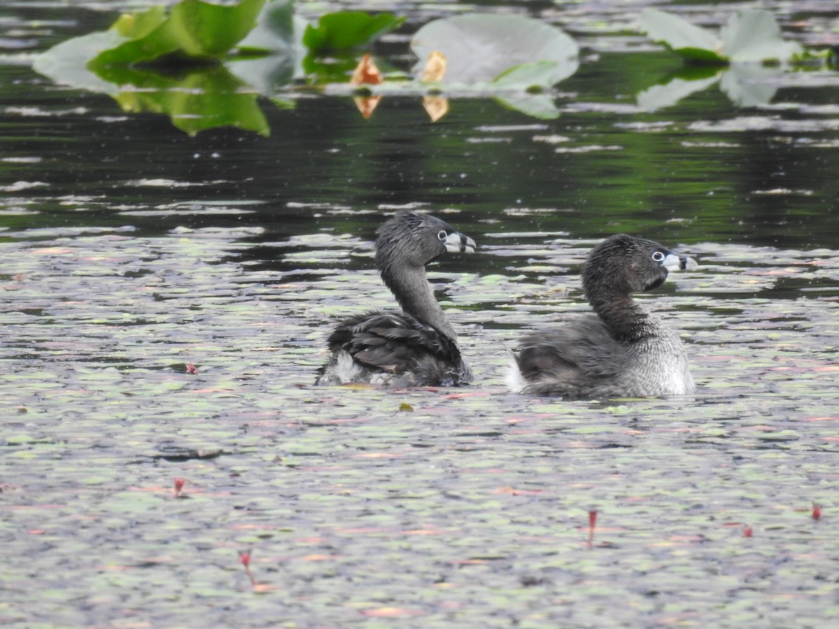 Pied-billed Grebe - ML169595081