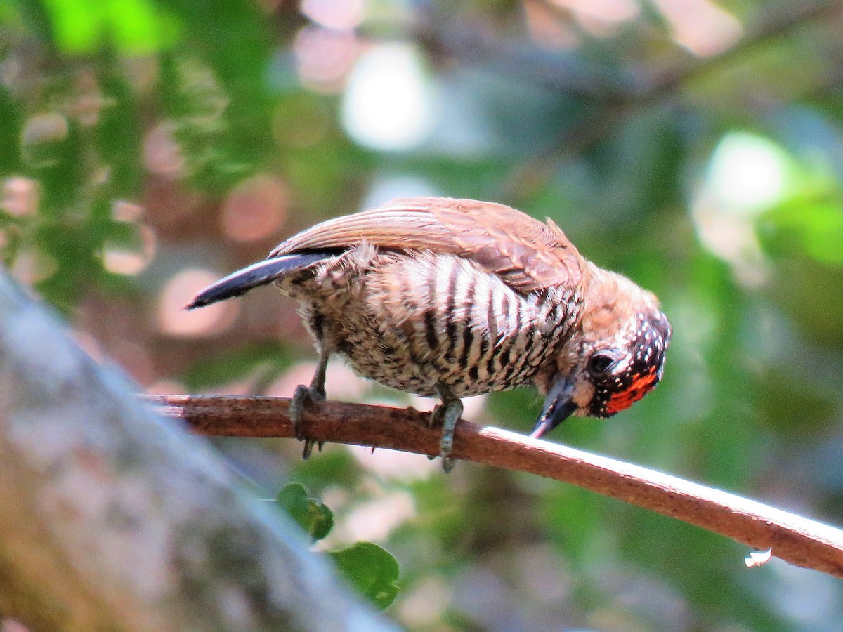 White-barred Piculet - ML169595311