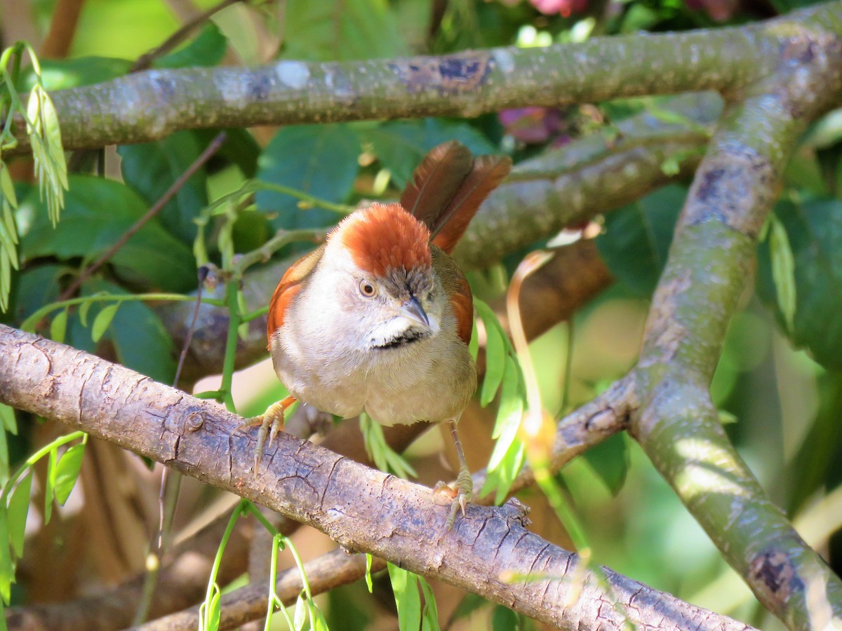 Sooty-fronted Spinetail - ML169595821