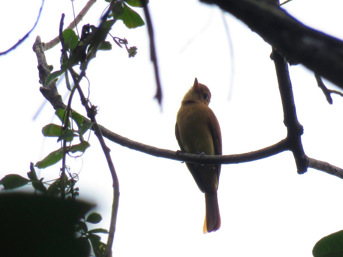 Rufous Casiornis - ML169596471