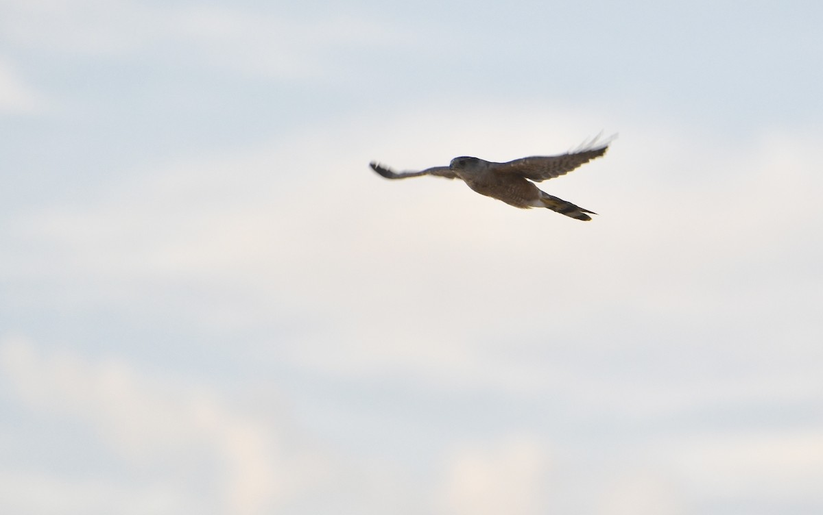 Sharp-shinned/Cooper's Hawk - ML169596821