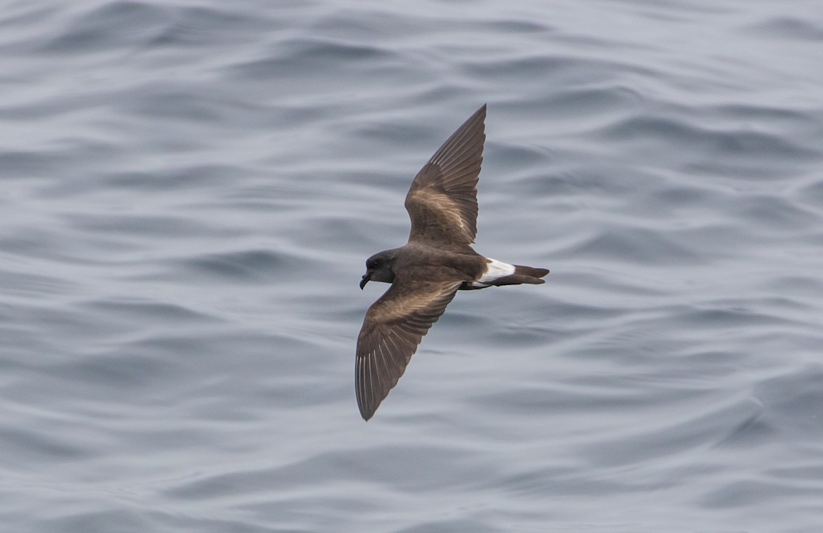 Townsend's Storm-Petrel - Alex Abela