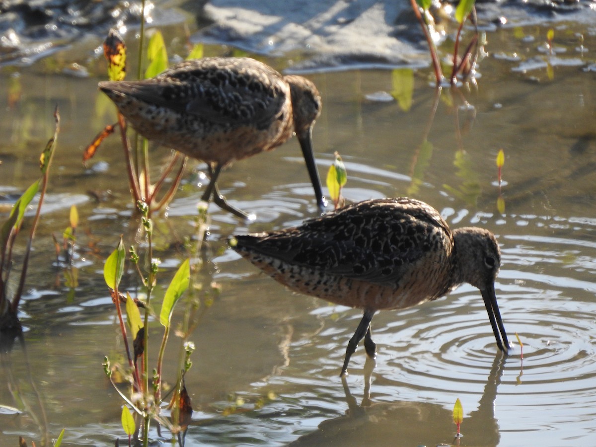 Long-billed Dowitcher - ML169603681