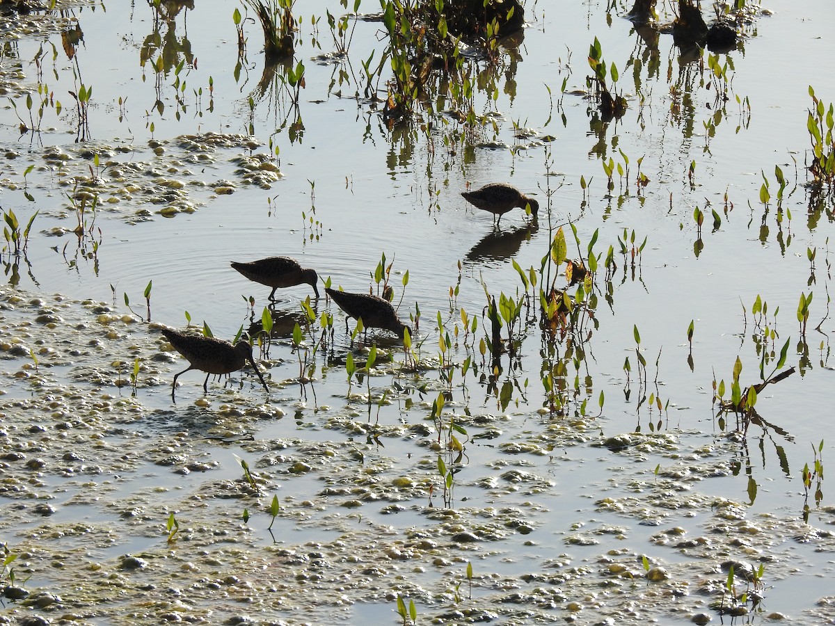 Long-billed Dowitcher - ML169603701