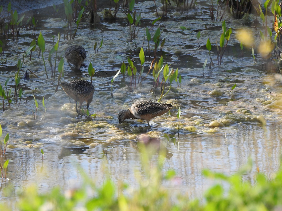 Long-billed Dowitcher - ML169603741