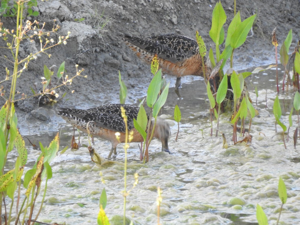 Long-billed Dowitcher - ML169603791