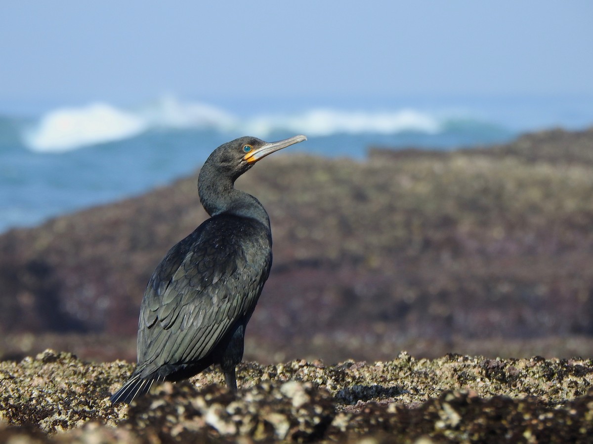 Cape Cormorant - Kalin Ocaña