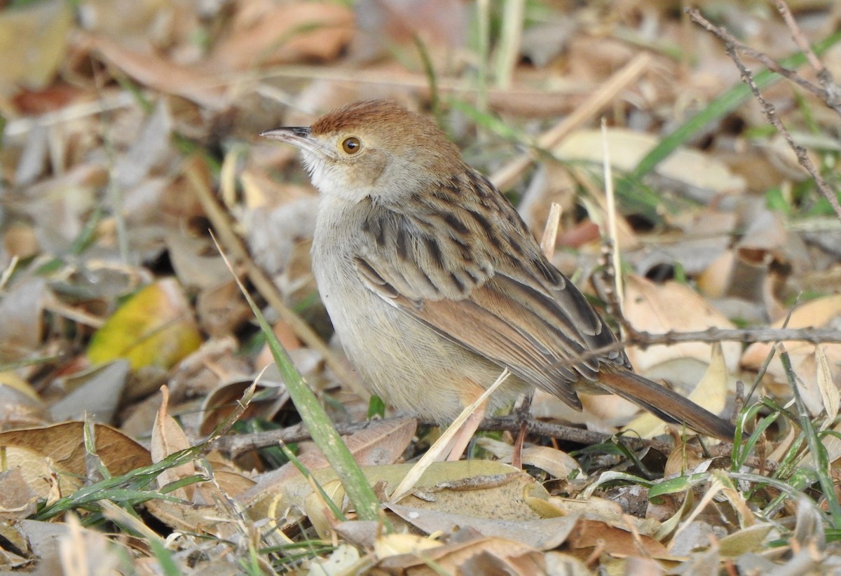 Rattling Cisticola - ML169605061