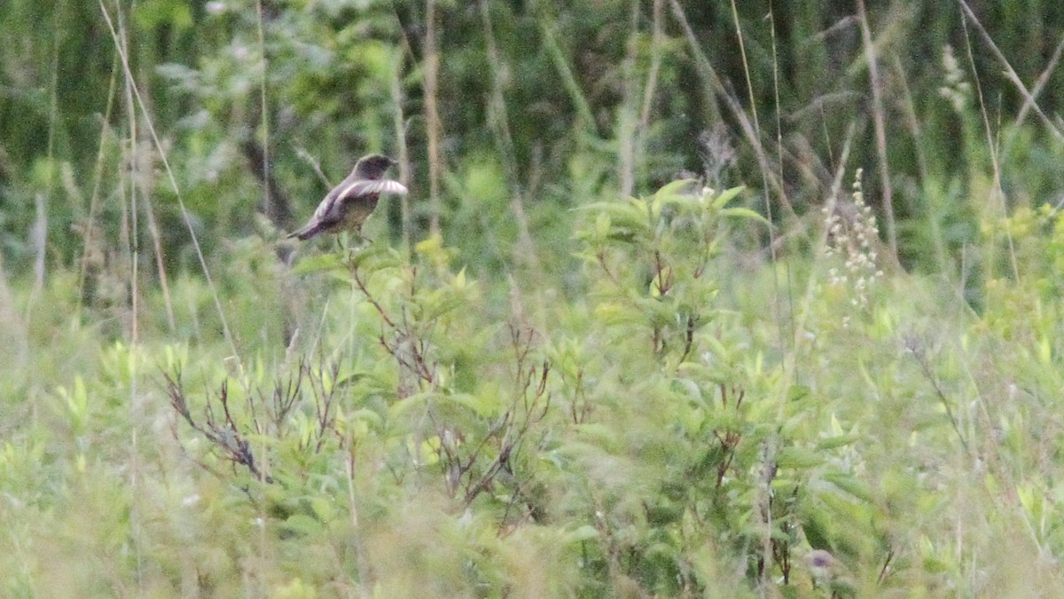 Say's Phoebe - ML169605101