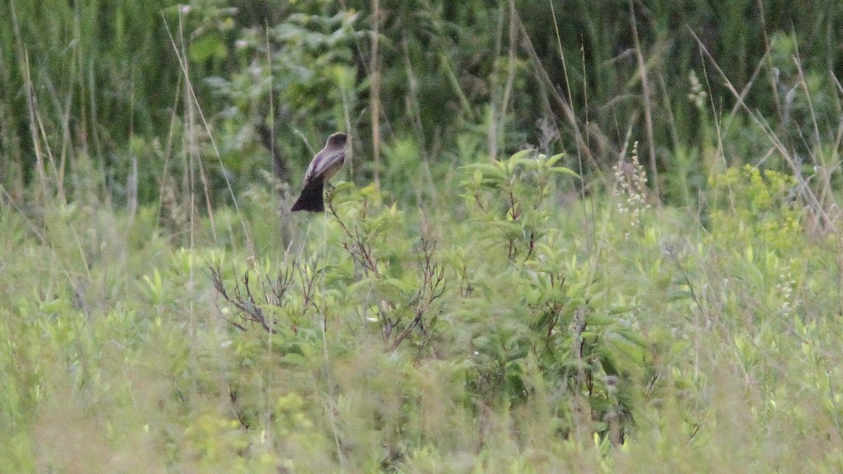 Say's Phoebe - ML169605111