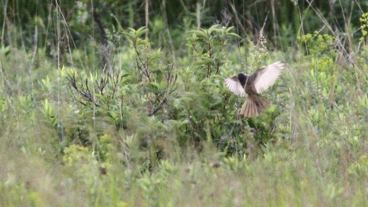 Say's Phoebe - ML169605121