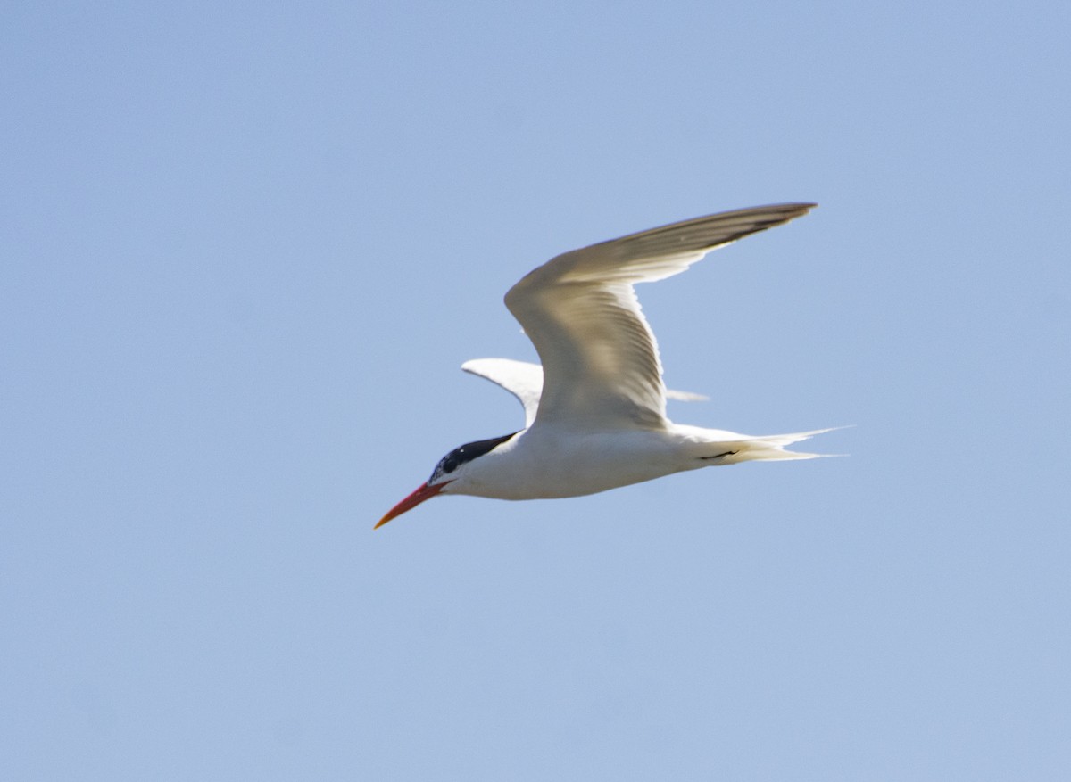 Royal Tern - Owen Sinkus