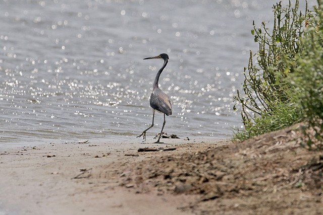 Tricolored Heron - ML169607811