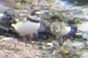 Semipalmated Sandpiper - Larry Neily