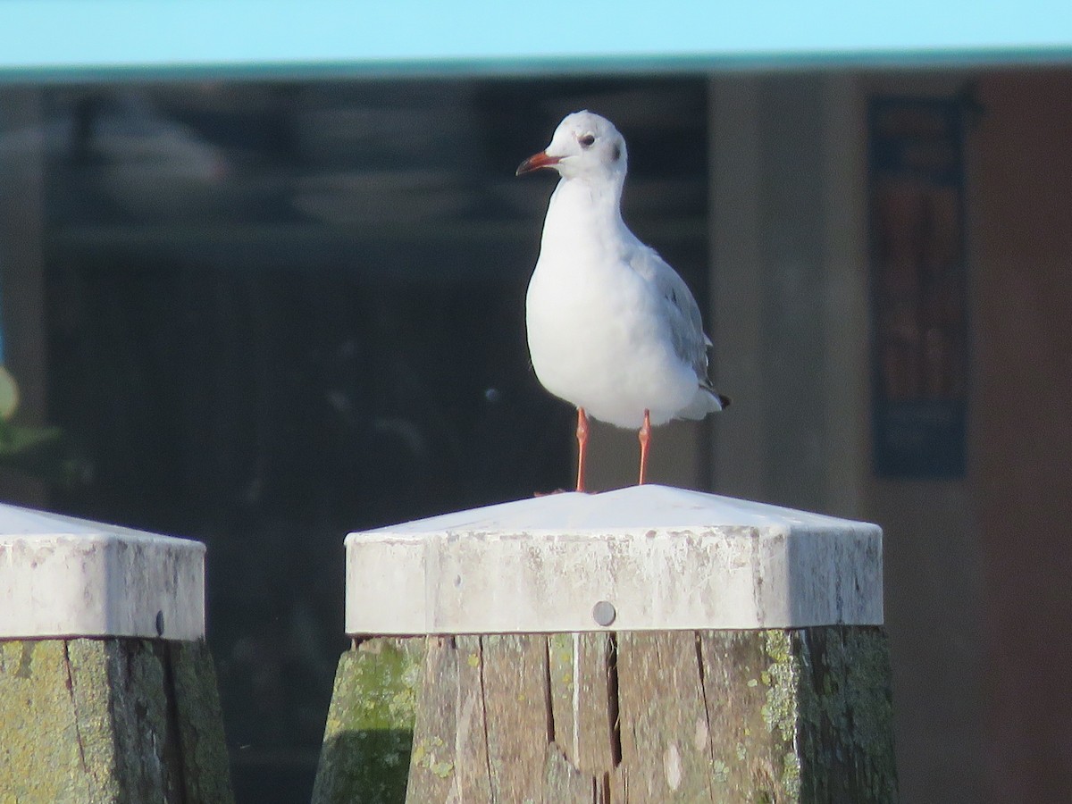 hettemåke - ML169611961