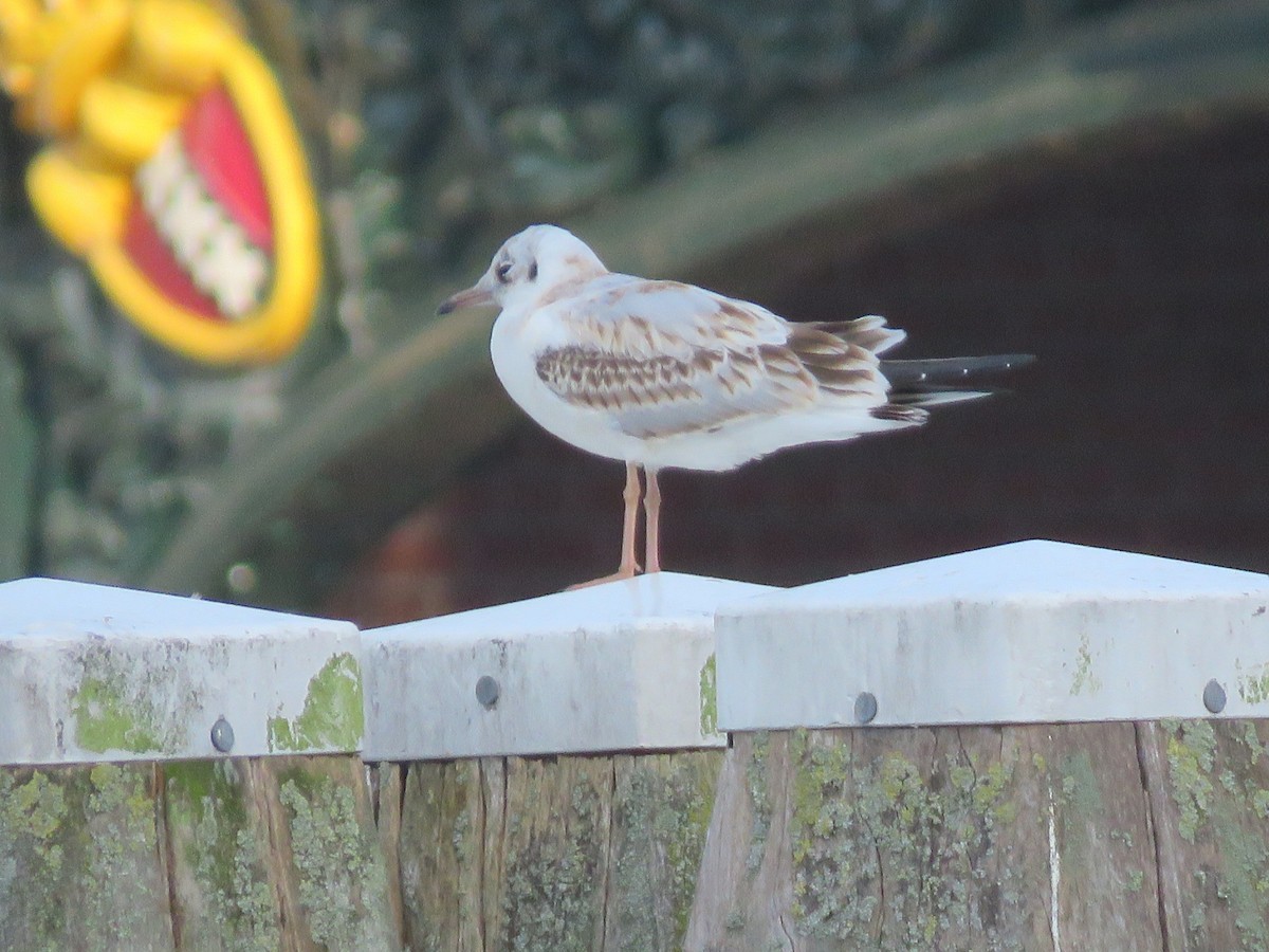 hettemåke - ML169611971