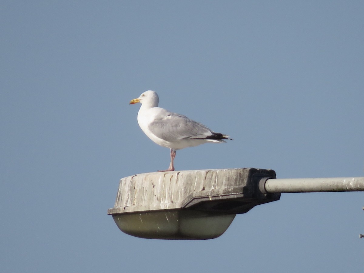 hettemåke - ML169611981