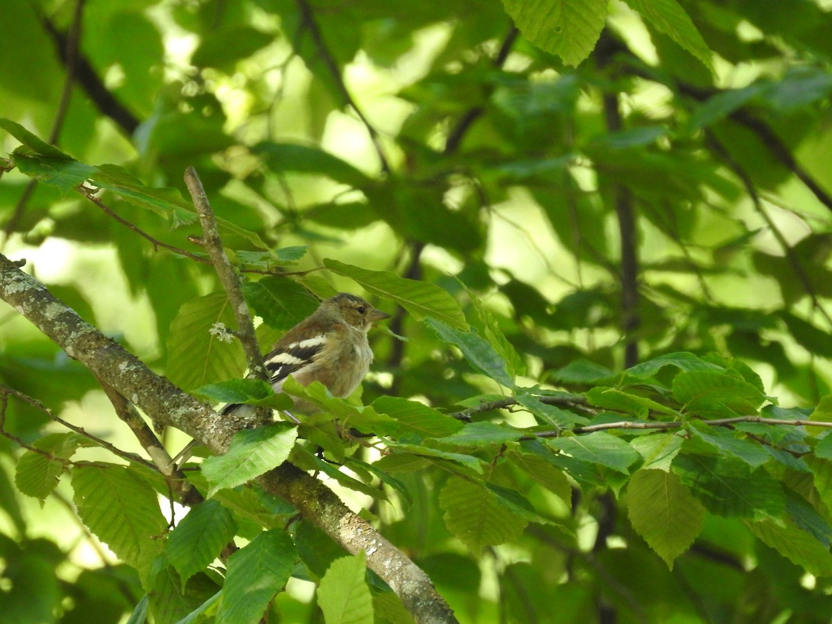 Common Chaffinch - ML169612791