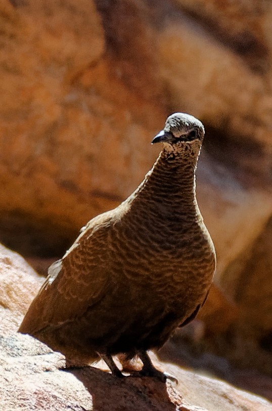 White-quilled Rock-Pigeon - ML169613551