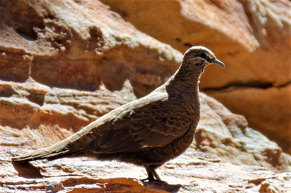 White-quilled Rock-Pigeon - ML169613581