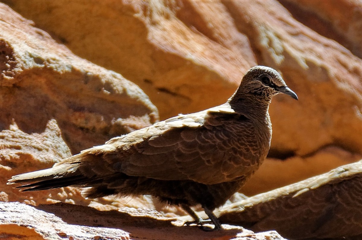 White-quilled Rock-Pigeon - ML169613591