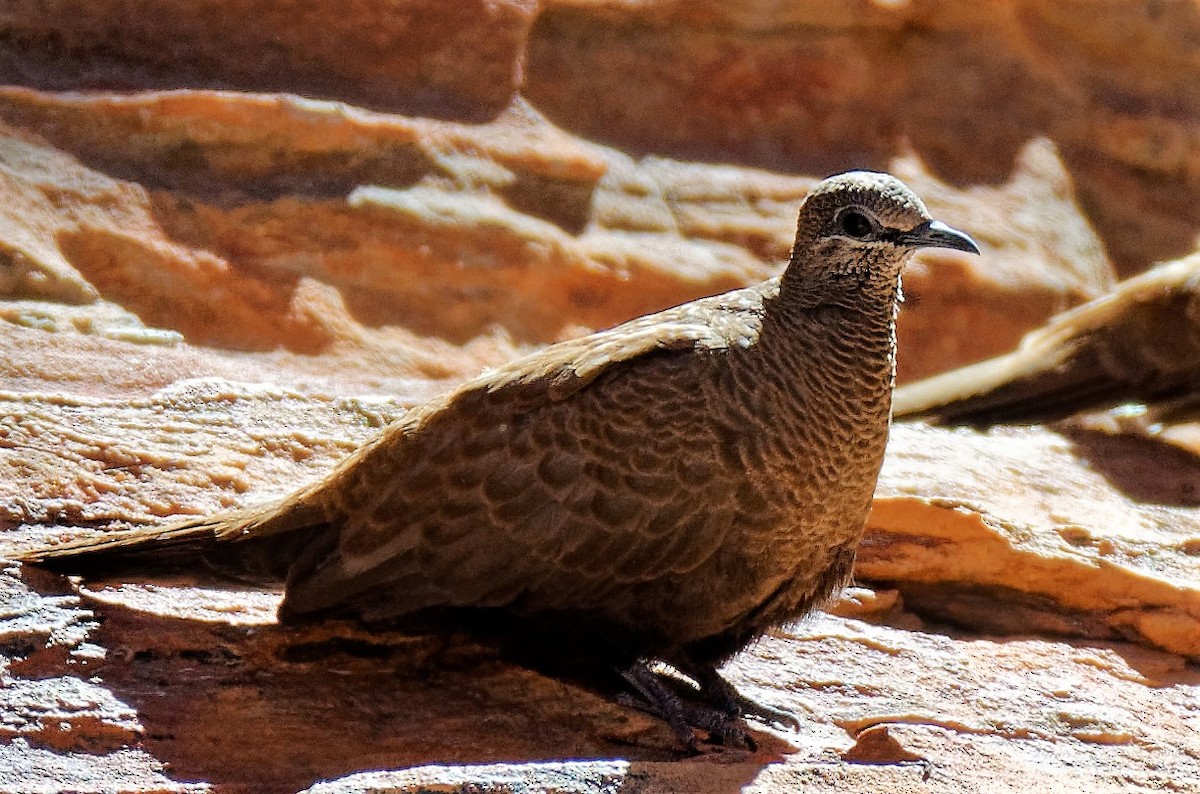 White-quilled Rock-Pigeon - ML169613611