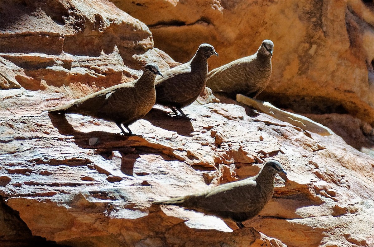 White-quilled Rock-Pigeon - ML169613621