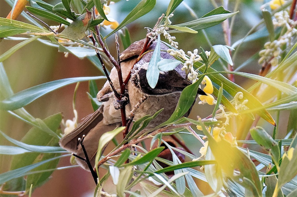 Silver-crowned Friarbird - ML169613631