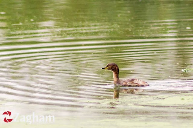 Little Grebe - ML169617021