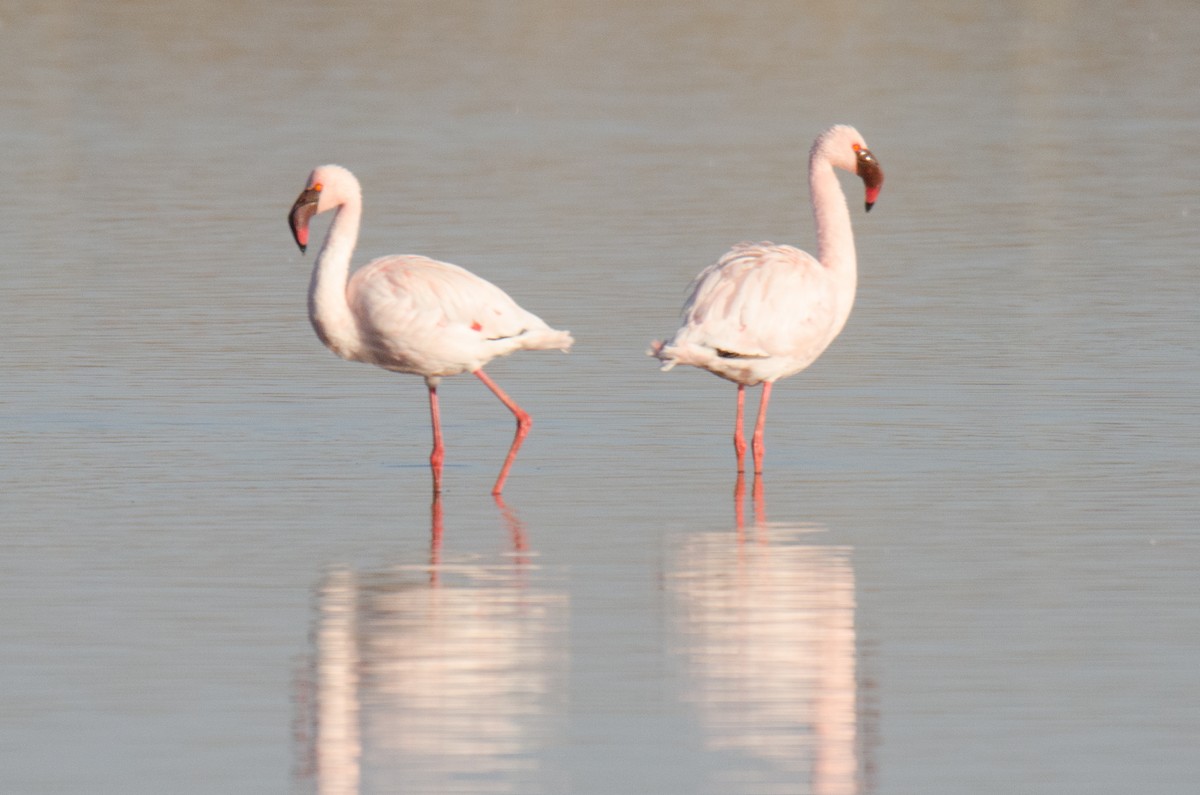 Lesser Flamingo - ML169619021
