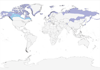 Distribution of the Rock Ptarmigan - Range Map