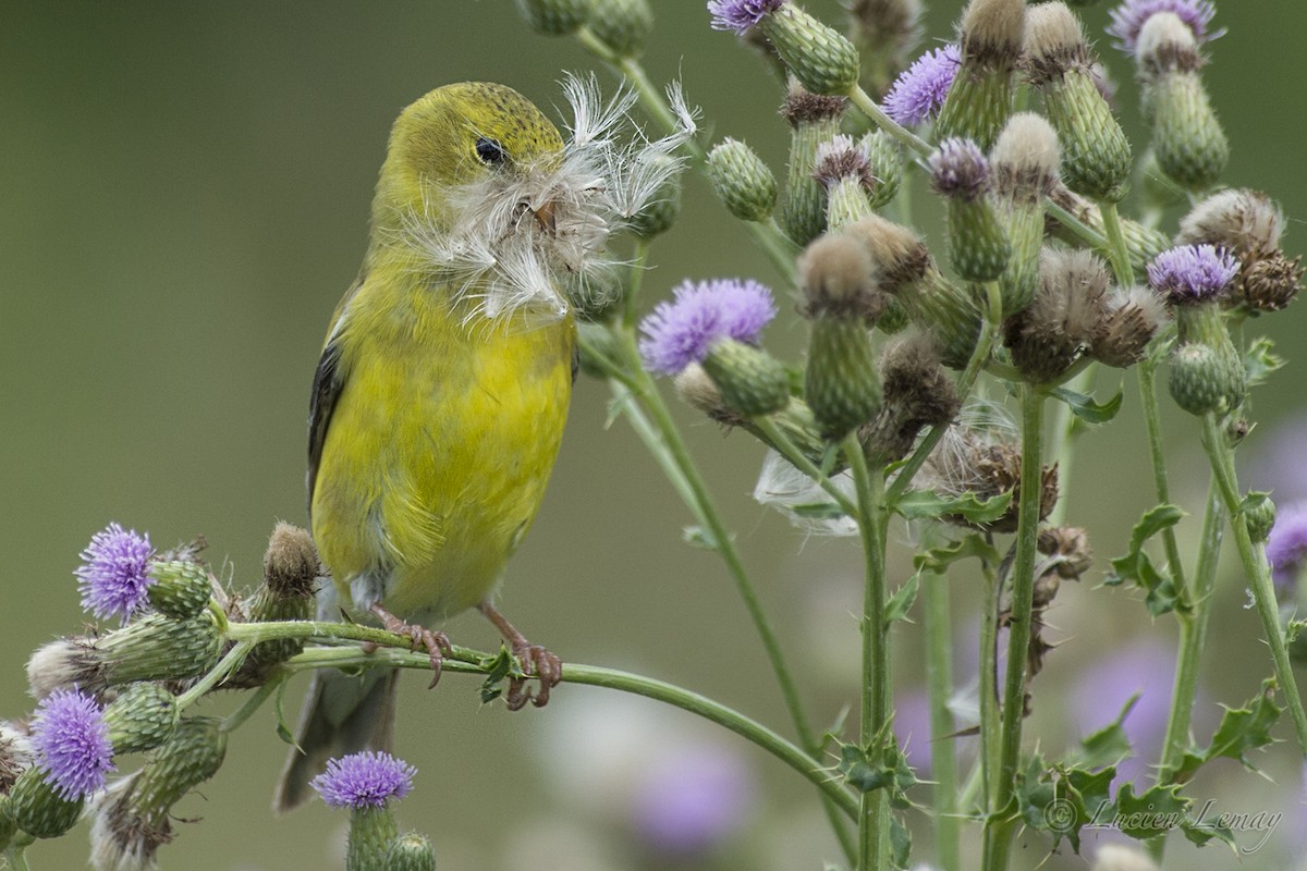 American Goldfinch - Lucien Lemay