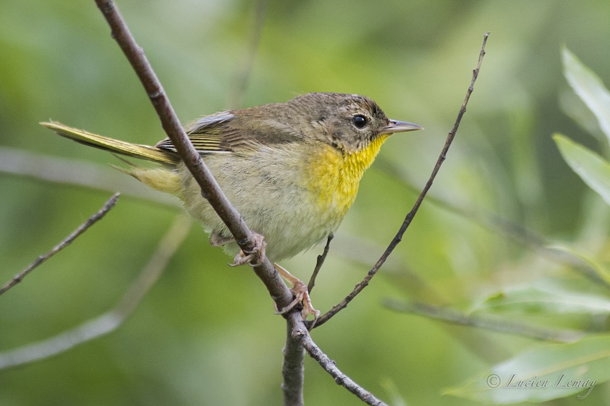 Common Yellowthroat - Lucien Lemay