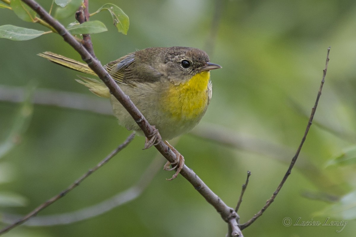 Common Yellowthroat - Lucien Lemay