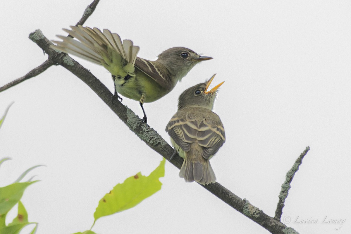 Willow Flycatcher - Lucien Lemay